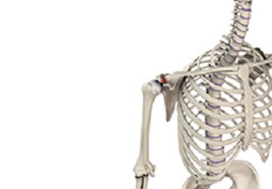 Img -AC joint injuries (Separated shoulder)