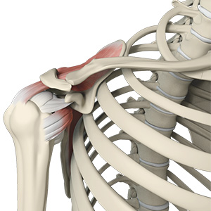 Rotator Cuff Repair - Conditions