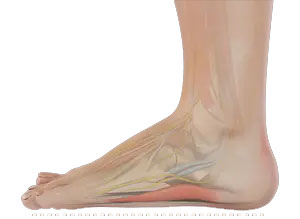 Foot & Ankle Deformity Correction