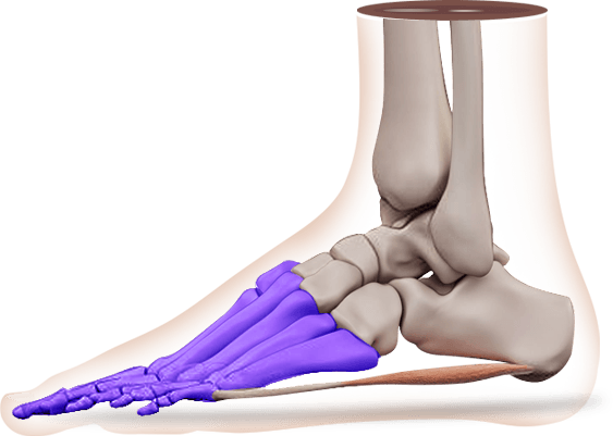 Picture of Forefoot