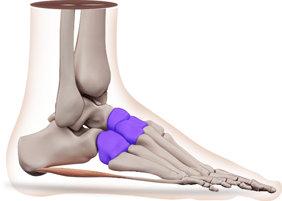 Mann's Surgery of the Foot and Ankle 第9版 Mann's Surgery of the Foot and Ankle, 2-Volume Set, 9th