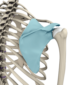 Img- Snapping Scapula 