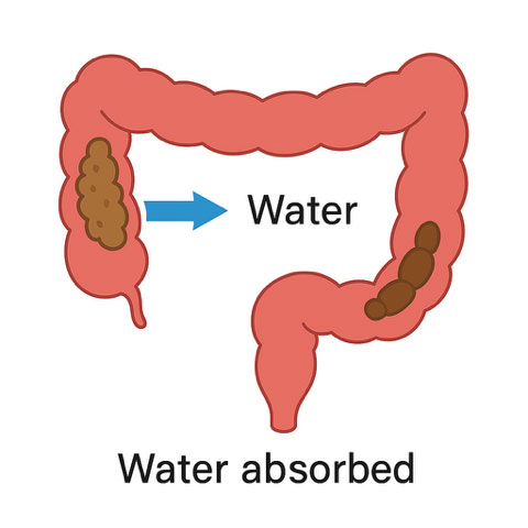 Diagram of the colon showing soft stool in the ascending colon and harder stool in the sigmoid colon as water is absorbed.