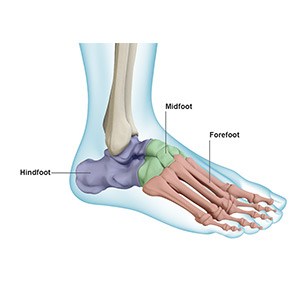 Foot anatomy pic