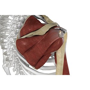 Shoulder Ligament Injuries