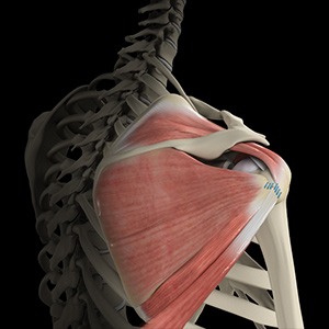 Shoulder Tendon Transfer Sp