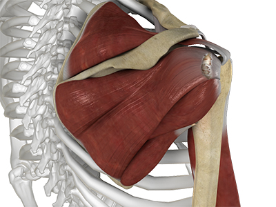 Shoulder Ligament Injuries - Educational Photo
