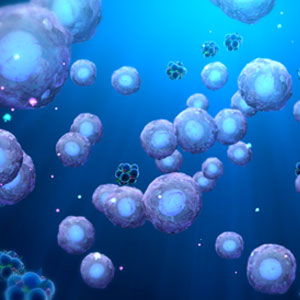 Picture of Adipose Tissue Cells