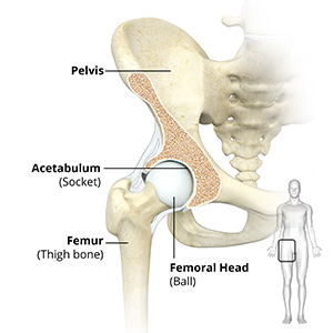 Hip Anatomy images