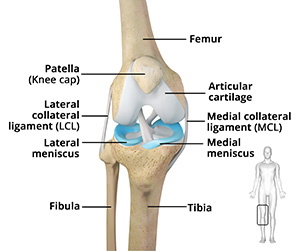Knee Anatomy images