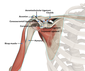 Shoulder Anatomy - Educational Picture