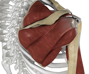 Shoulder Ligament Injuries - Educational Picture