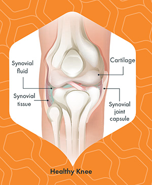 Healthy Knee