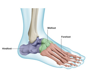 Anatomy of the Foot ankle