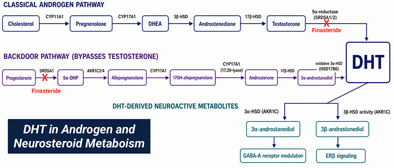 How Finasteride Works