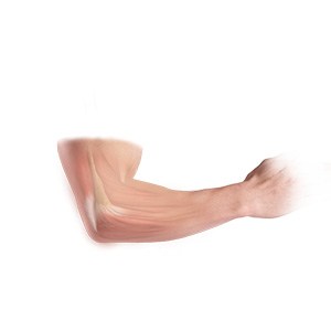 Picture of Elbow Anatomy