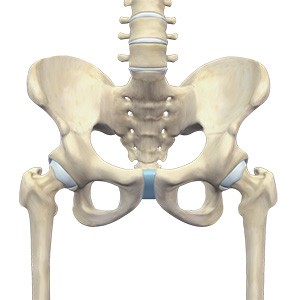 Picture of Hip Anatomy