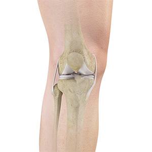 Picture of Knee Anatomy