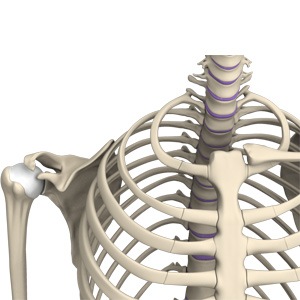 Picture of Shoulder Anatomy