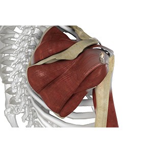 Picture of Shoulder Ligament Injuries