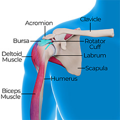 Anatomy of the Shoulder