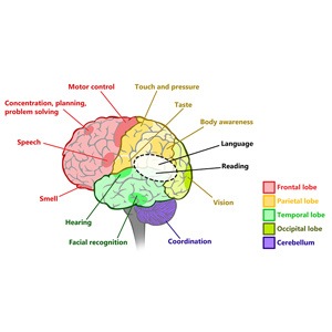 Picture of Anatomy of the Brain