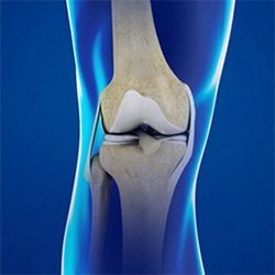 Picture of Knee Anatomy