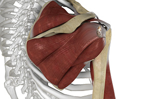 Shoulder Ligament Injuries img
