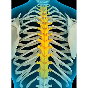 Thoracic Spine Anatomy Pic