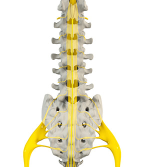 Traumatic Spinal Cord Injury pic