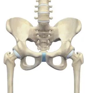 hip-anatomy-pic
