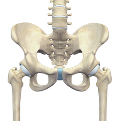 Picture of Hip Anatomy