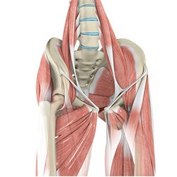 Picture of Hip Muscle Strain
