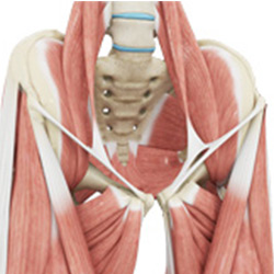 Picture of Hip Tendonitis