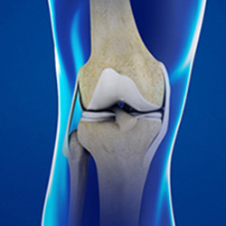 Picture of Knee Anatomy