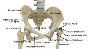 Hip Anatomy pic