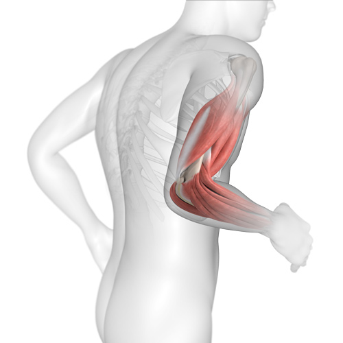 Elbow Anatomy