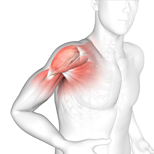 Shoulder Anatomy