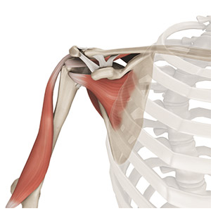 Shoulder Anatomy Pic