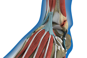 Ankle Fractures Icon