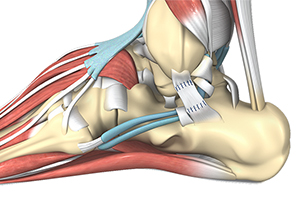 Ankle Ligament Reconstruction Icon