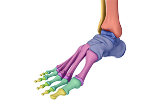 Ankle Joint Replacement Icon