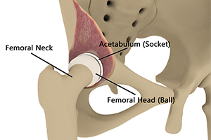 Hip Anatomy Icon