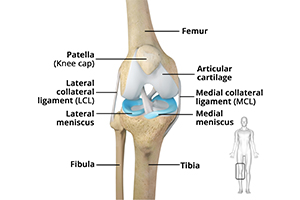 Knee Anatomy Icon