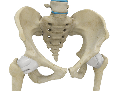 Hip Anatomy - Educational Photo