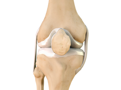 Knee Anatomy - Educational Photo