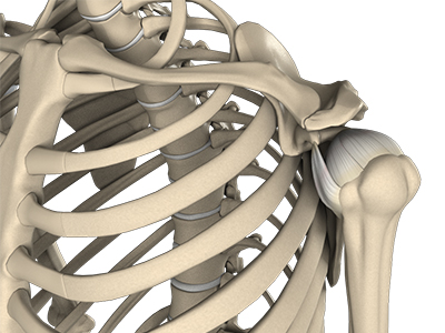 Shoulder Anatomy - Educational Photo
