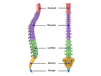 Spine Anatomy - Educational Photo