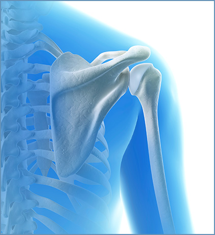 Anatomy - Educational Photo