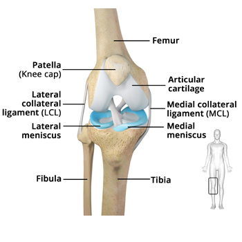 Picture of Knee Anatomy
